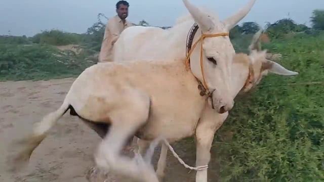 wey my village dairy frame beautiful 27 Sep, 2023 смотреть онлайн