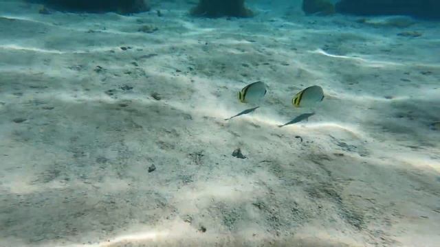 Moorea Island Beach Resort Review - Sofitel Kia Ora Moorea смотреть онлайн