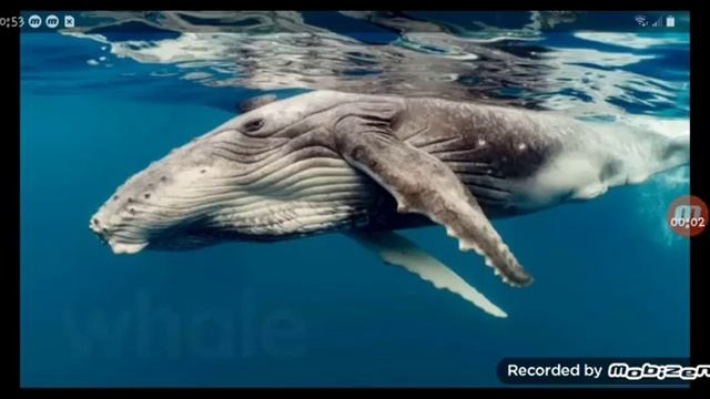 whale sound effect смотреть онлайн