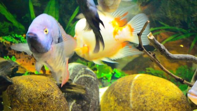 (HD)American Cichlids Community Tank update 31.12.2015 смотреть онлайн