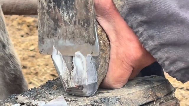 修驴蹄：6寸驴蹄的驴娃停止生长，脚底黝黑锃亮裹成海螺，一刀切4寸真过瘾！ смотреть онлайн