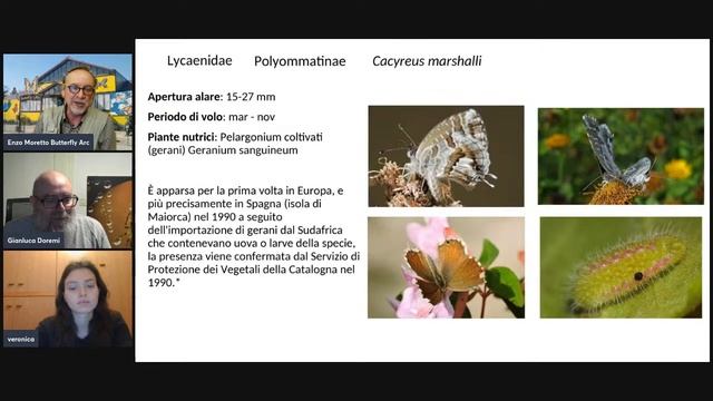Primo Incontro Webinar gratuito: farfalle Papilionidea e Lycaenidae del Parco dei Colli Euganei” смотреть онлайн