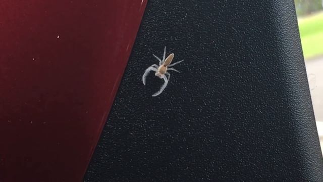 Rare Albino Spider found! смотреть онлайн