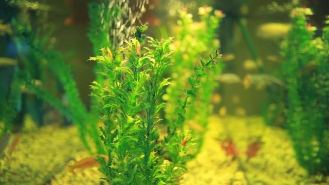 Stunning Aquarium Fish Tank & The Most Relaxing Sleep Music смотреть онлайн