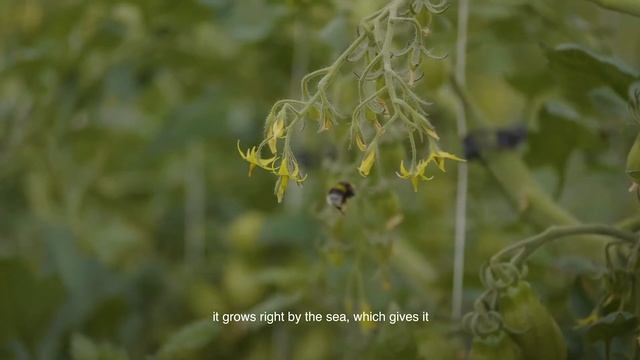 The Famous Red Prawns of Mazara del Vallo | Stories from a Belmond Kitchen | Grand Hotel Timeo смотреть онлайн