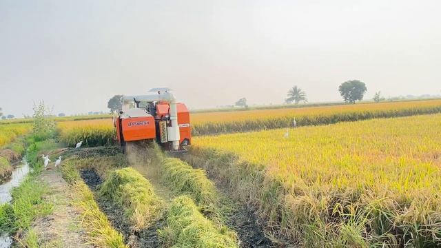 DASMESH 731 Harvester Delivered!!! смотреть онлайн