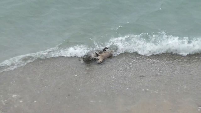 Tuesday afternoon seals - 20th February 2024 смотреть онлайн