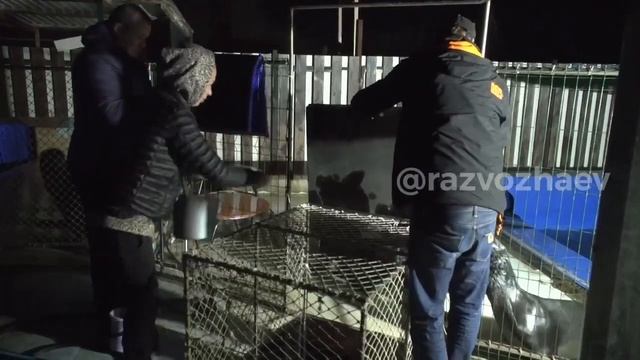 Морских котиков забрали у владельца дельфинария, который избавился от дельфинов смотреть онлайн