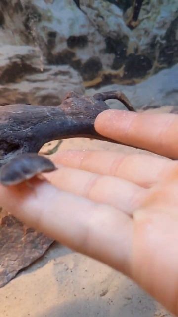 #reptile #animal #lizard Бородатая агама # Изюмчик.:)) смотреть онлайн