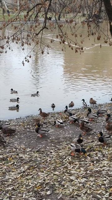 Коммунарка. Осень... смотреть онлайн