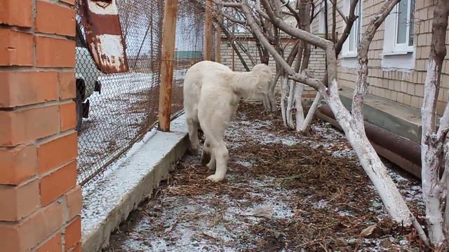 Рязань Якши Сарман / Ryazan Yakshi Sarman смотреть онлайн