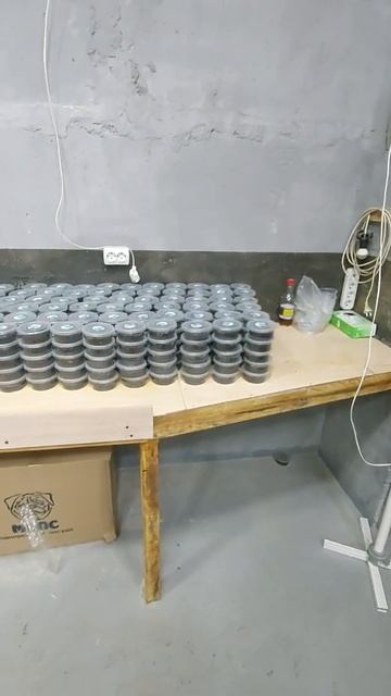 Первая продажа дендробены, с нового помещения. смотреть онлайн