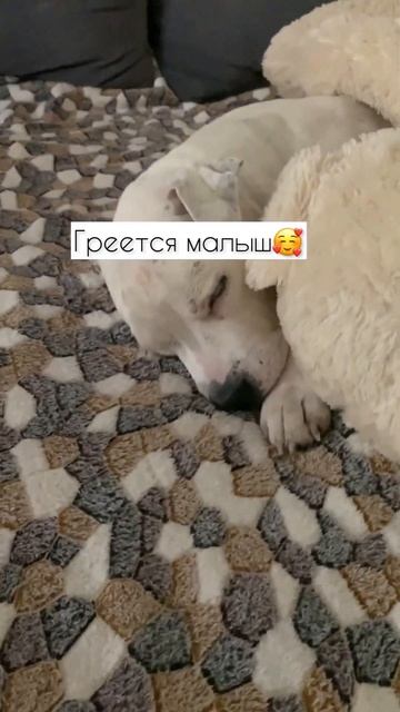 Нас согревает любовь и мишки🐻 #глухаясобака #стаффордрокки #собака смотреть онлайн