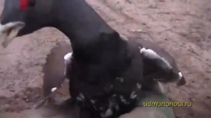 Жжеесть!!!!!!!!!!! Глухарь нападает жестко
