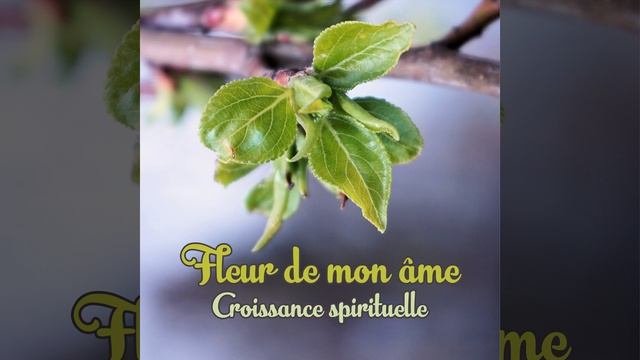 Fleur de mon âme смотреть онлайн
