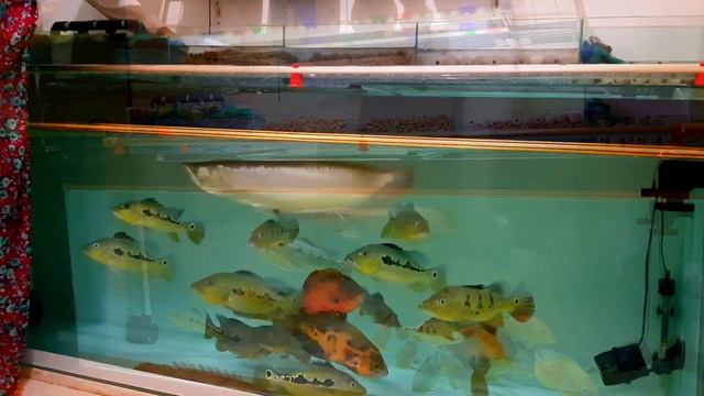 Unboxing Led Light Mayin plus International | short review | Peacock bass tank смотреть онлайн