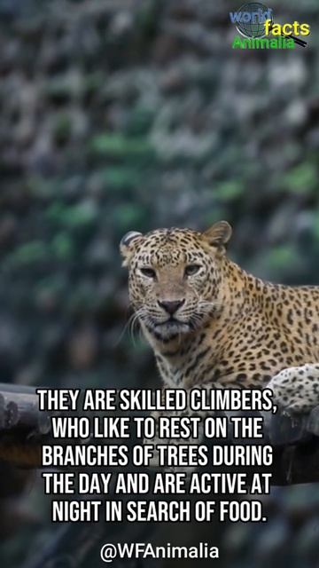 Leopards are Incredibly Powerful | World Facts Animalia #shorts #worldfactsanimalia #leopard смотреть онлайн