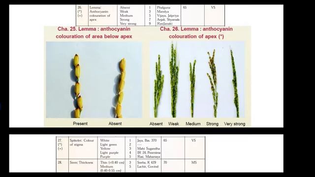 DUS testing and guidelines in Rice смотреть онлайн