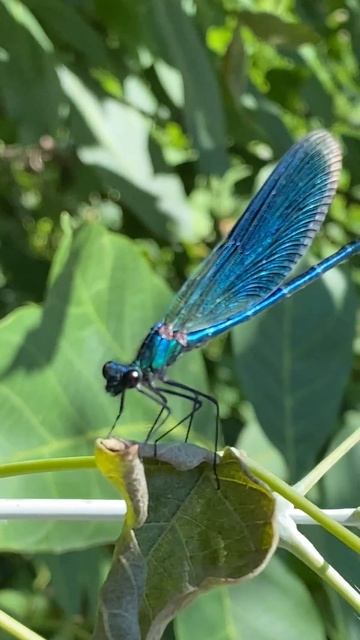 Красуня блискуча (Calopteryx splendens) в Дніпрі #insects #nature смотреть онлайн