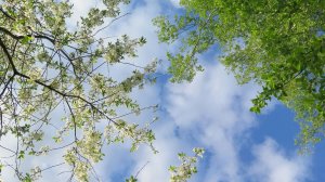 Виктор Салтыков-Белая ночь