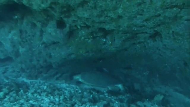 Mergulho Batismo na Ilha do Meio - Noronha Divers смотреть онлайн