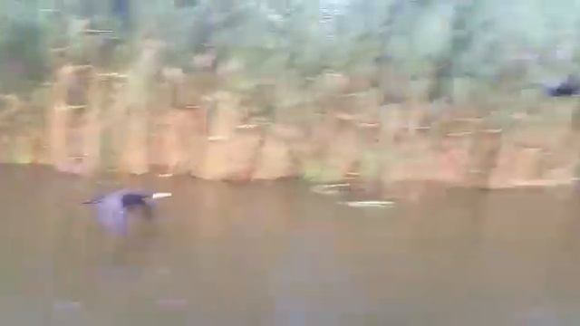 Бешенное количество бакланов смотреть онлайн