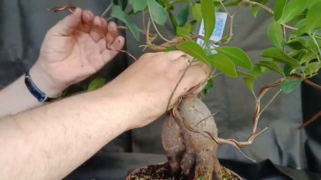 √4 фикус ретуза Грин (Бонсай) 113