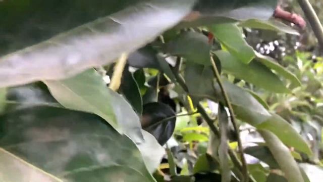 Cuantos años para cosechar palta o aguacate? смотреть онлайн
