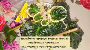 Исправляем неровную розетку фиалки деревянными палочками! Результаты и тонкости методики!