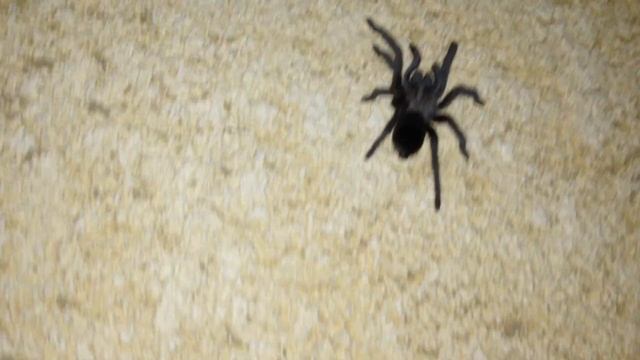 Don't be afraid! It's just a tarantula. смотреть онлайн