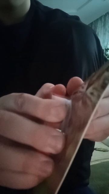 Ошейник от блох и клещей для Мурзи смотреть онлайн