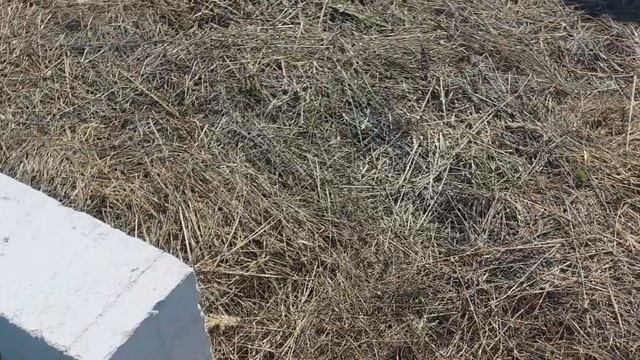 Выращивание Дендробены на даче. смотреть онлайн