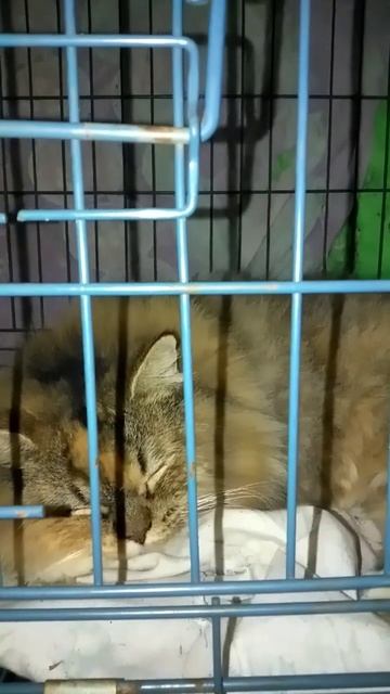 kucing gemes#kucing #shorts смотреть онлайн