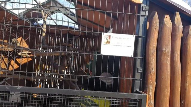 Новый вид- Енот Полускун смотреть онлайн