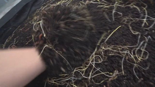 Сколько заселять червя. Какая плотность дендробены в стеллаже. смотреть онлайн