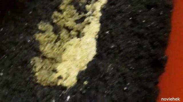 Сбалансированный корм для Дендробены! смотреть онлайн