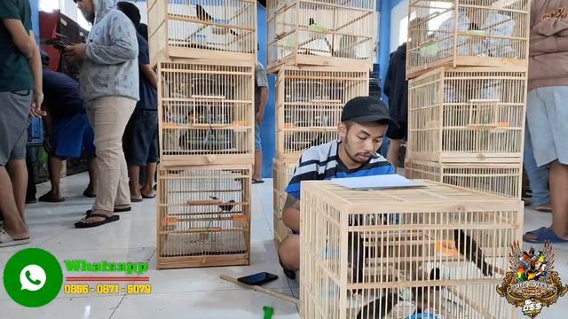 KERAJAK'AN MURAI BATU INDONESIA !!! MURAI GACORAN MATERI MEWAH GARANSI BUNYI смотреть онлайн