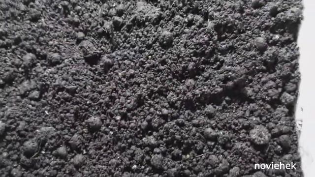 Разведение Дендробены из коконов. Прошло 2 недели. смотреть онлайн