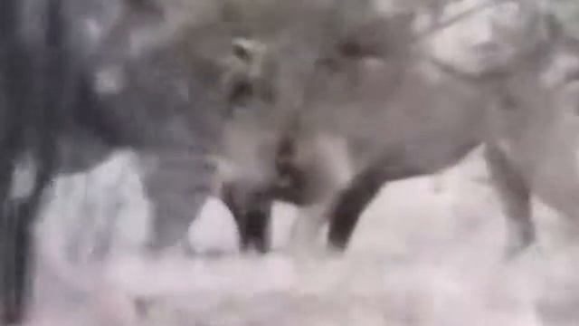 lion vs wild boar vs leopard vs crocodile vs giraffe смотреть онлайн