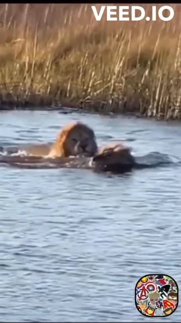 Three Lions vs. Hippo: A Battle for Dominance смотреть онлайн