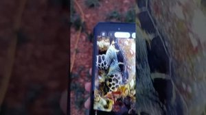 Tank 3 Pro can survive into water? While projector on? With such huge openings and fan working????