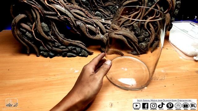 Anubias Farm - Cultivation of Anubias and Bucephalandra смотреть онлайн