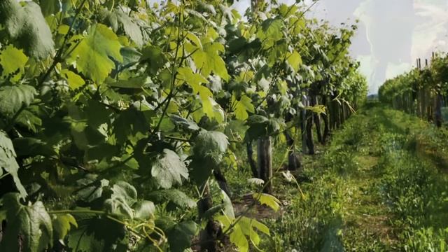 Lambrusco di Sorbara Doc Torre Tusini смотреть онлайн