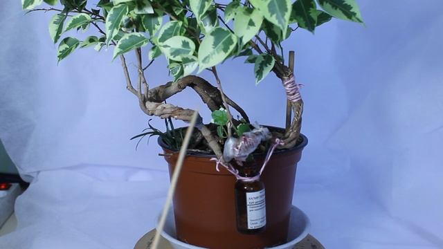 √1 фикус 111 Бенджамина (Бонсай)