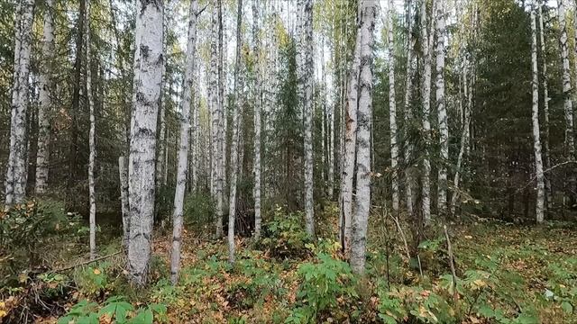 Вывожу из ТАЙГИ не подъёмный МЕТАЛЛ! Я всё таки это сделал! смотреть онлайн