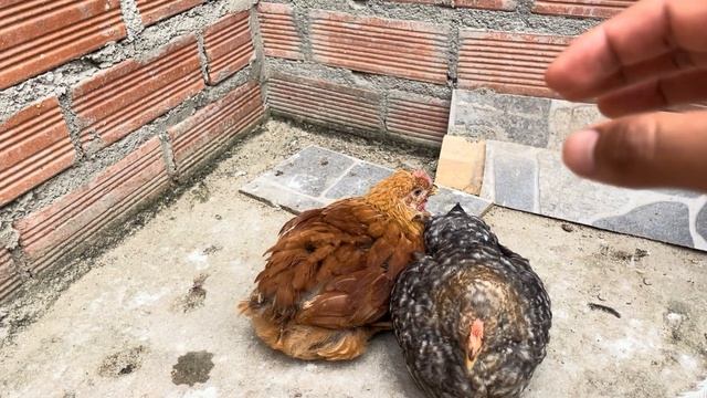 Ventajas y desventajas de los pavipollos vs criollos смотреть онлайн