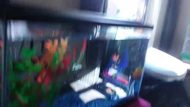 my 10 gallon fish tank 👍 смотреть онлайн