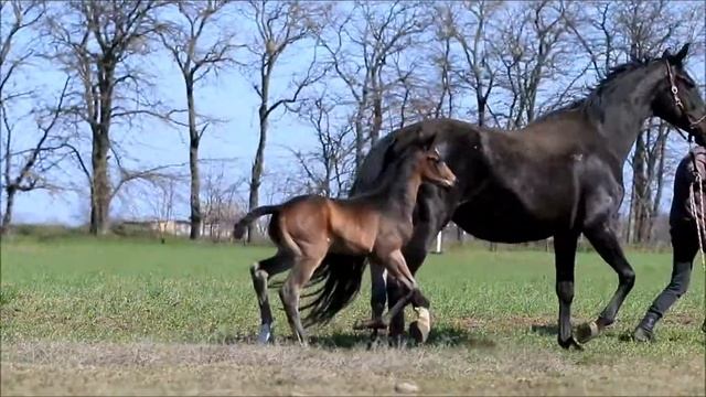colt Gray Foton *2021 by Gray Flanell - Furstenball смотреть онлайн