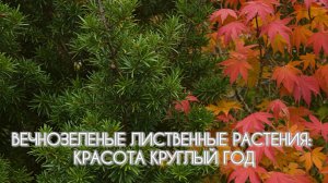 Вечнозеленые лиственные растения: красота круглый год.