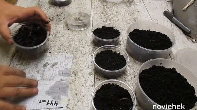 Смешиваются ли разные виды червей между собой,и может ли быть общее полноценное потомство? смотреть онлайн